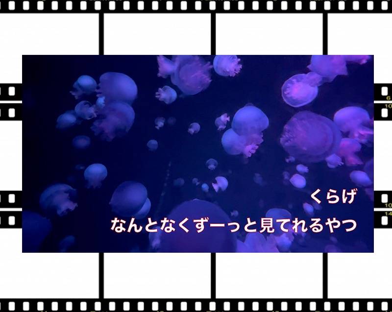 【動画のblog】ずーっと見てしまうシリーズ①　くらげ　京都