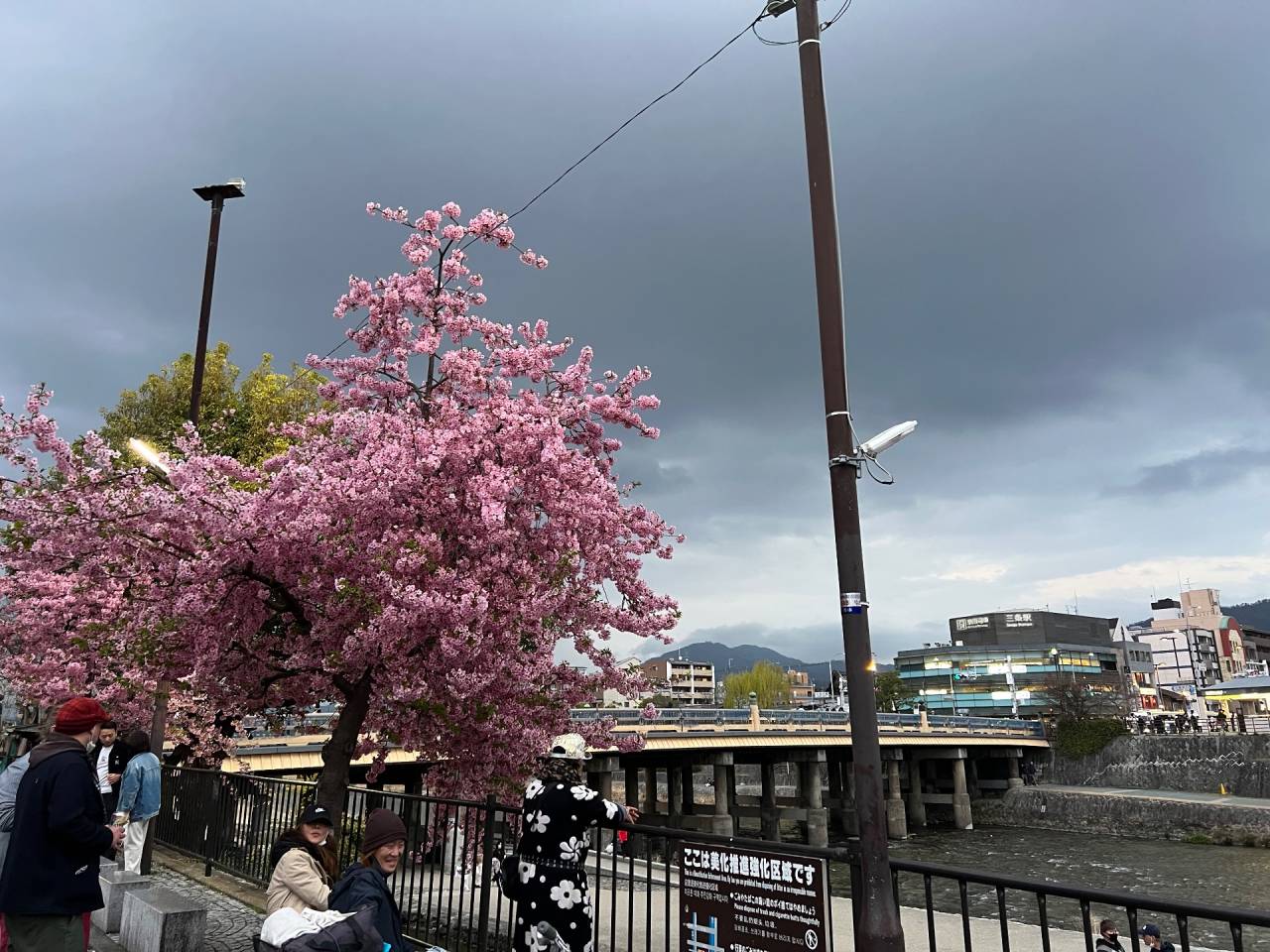 里桜　京都四条大橋