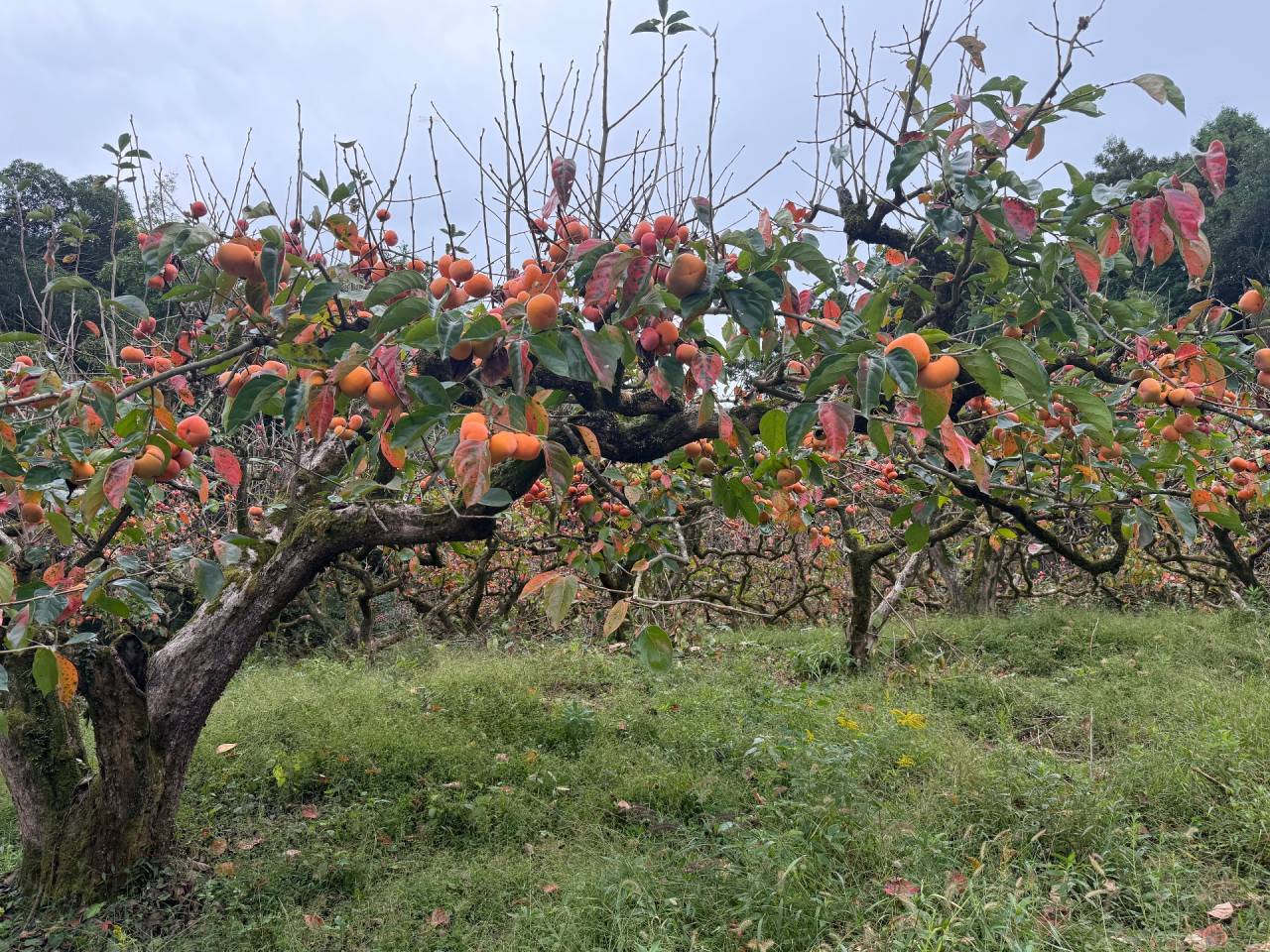 柿ってば　奈良県天理市、桜井市　山辺の道
