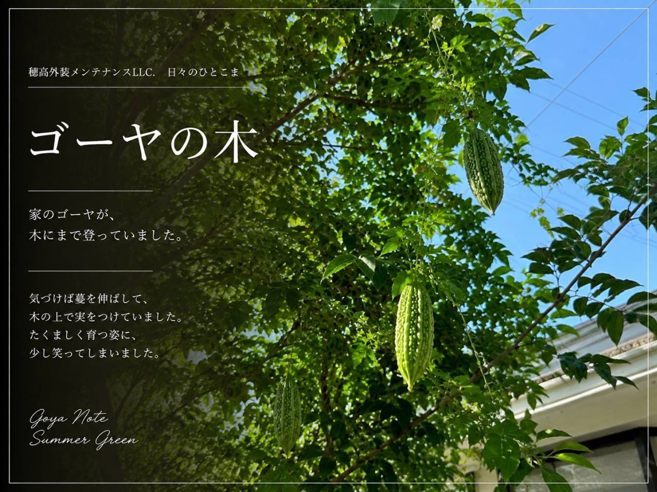 ゴーヤの木　大阪